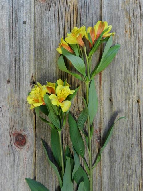 VERDI BUTTERFLY PLUS YELLOW ALSTROEMERIA